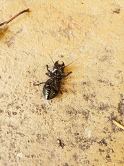Pasimachus elongatus
