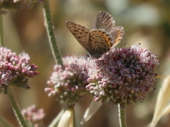 Euphilotes enoptes bayensis