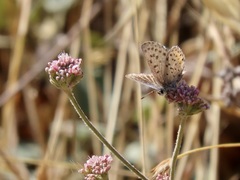 Euphilotes enoptes bayensis