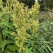 Coastal Mugwort - Photo (c) lyleander, some rights reserved (CC BY-NC), uploaded by lyleander