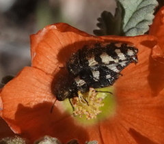 Acmaeodera diffusa