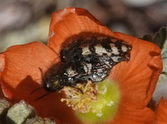 Acmaeodera diffusa