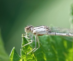 Arrenurus