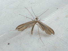 Hellinsia tephradactyla