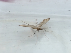 Hellinsia tephradactyla