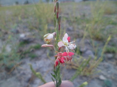 Gaura