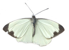 Lepidoptera