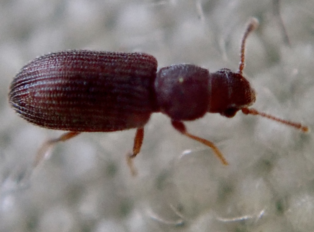 Berginus tamarisci