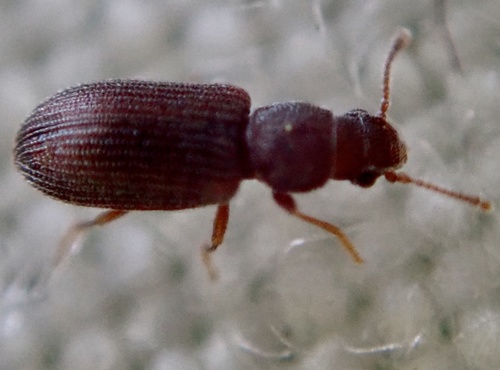 Berginus tamarisci