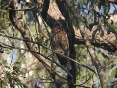 Ninox boobook boobook