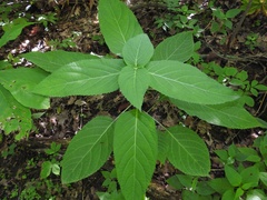 Collinsonia canadensis