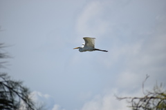 Ardea alba