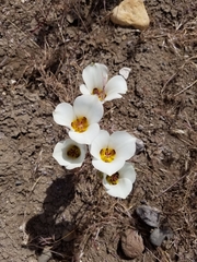 Calochortus bruneaunis