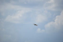 Ardea alba