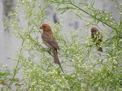 Haemorhous mexicanus