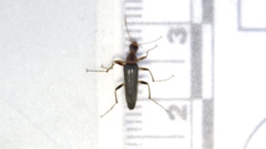 Cephaloon lepturides