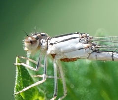 Arrenurus