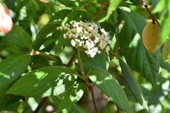 Viburnum jucundum