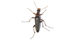 Cephaloon lepturides