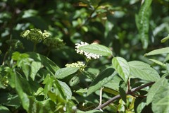 Viburnum jucundum