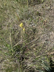 Castilleja flava flava
