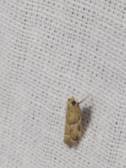 Nyctegretis lineana