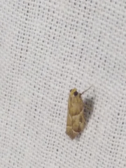 Nyctegretis lineana