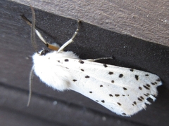 Hyphantria cunea