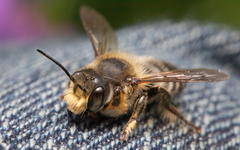 Megachile frigida