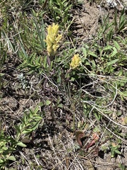 Castilleja flava flava