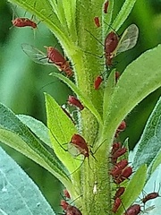 Uroleucon nigrotuberculatum