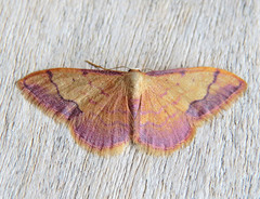 Idaea ostrinaria