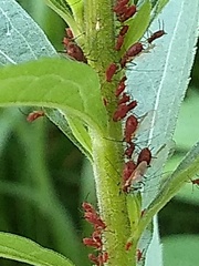 Uroleucon nigrotuberculatum