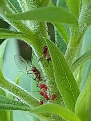 Uroleucon nigrotuberculatum