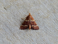 Stemmatophora combustalis