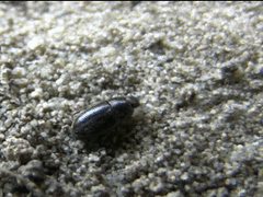 Archeocrypticus topali