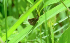 Piruna brunnea