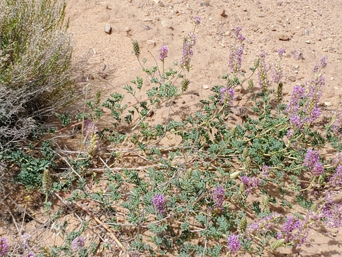 Image of Dalea scariosa by no rights reserved