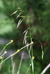 Bromus anomalus