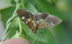 Phostria oajacalis