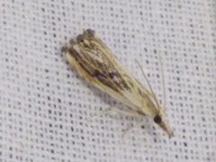 Catoptria verellus