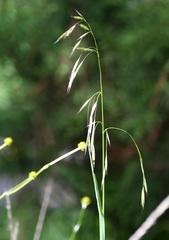 Bromus anomalus