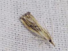 Catoptria verellus