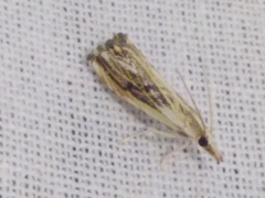 Catoptria verellus