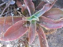 Echeveria rulfiana