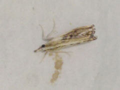 Catoptria verellus