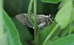 Phostria oajacalis