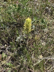 Castilleja flava flava