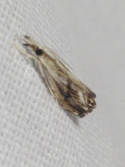 Catoptria verellus