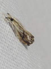 Catoptria verellus